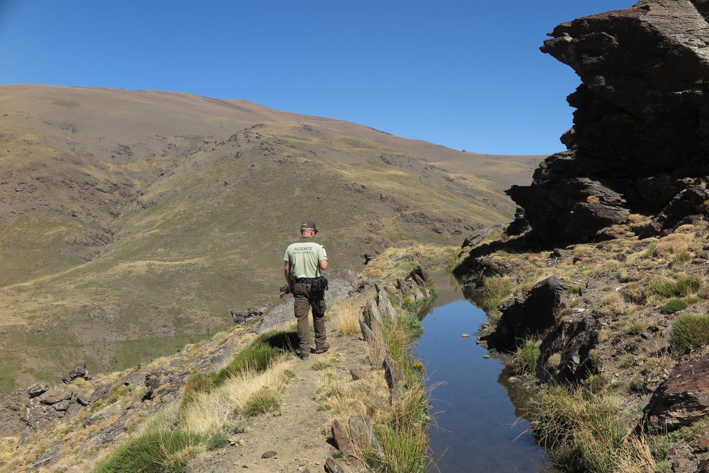 Life Adaptamed trabaja en la restauración de matorrales de alta montaña en Sierra Nevada