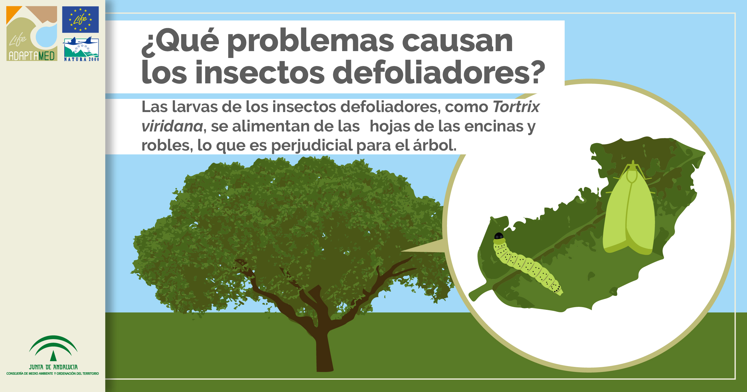Seguimiento de plagas forestales: la defoliación de la encina - LIFE  Adaptamed