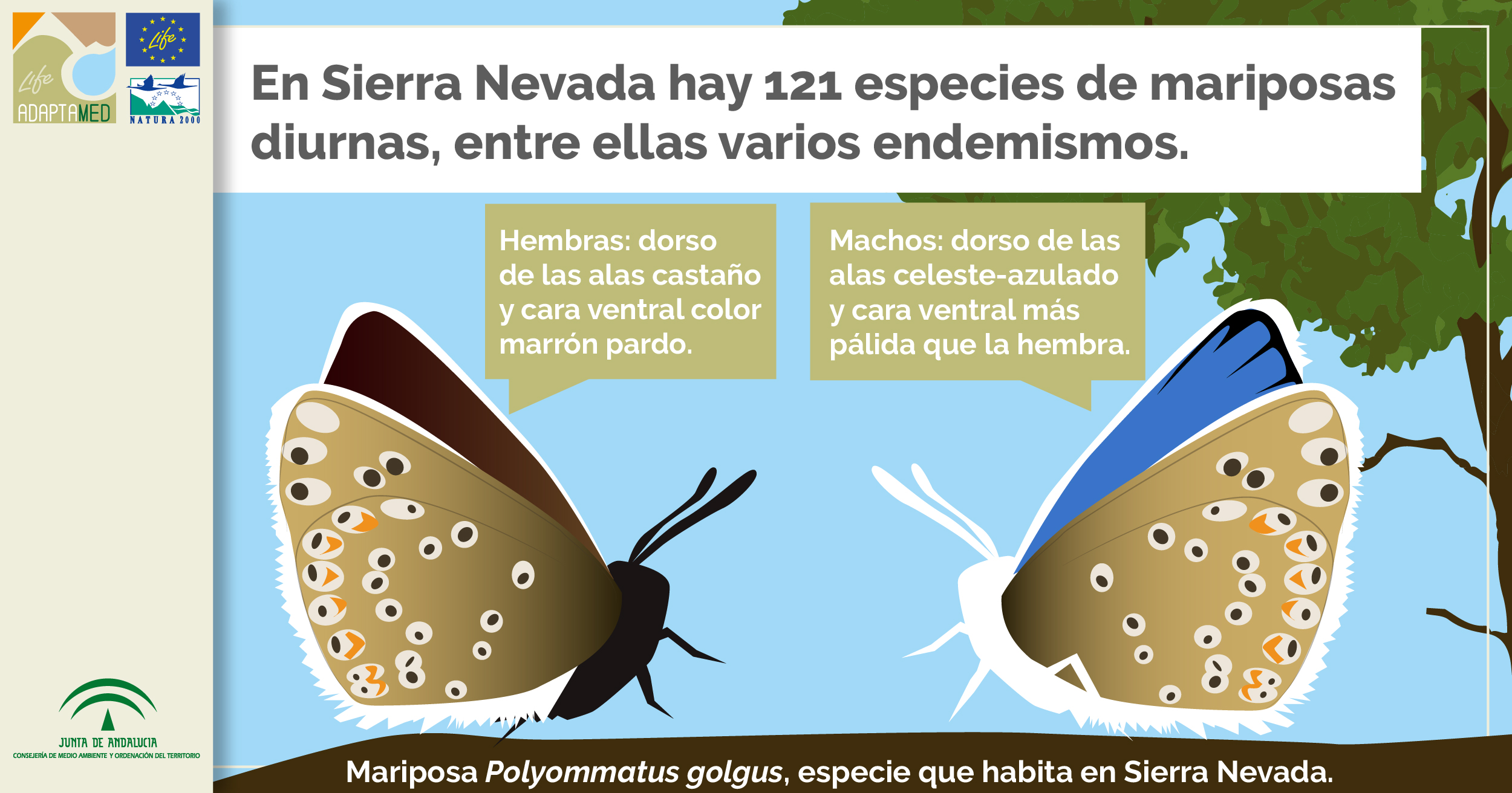 seguimiento mariposas