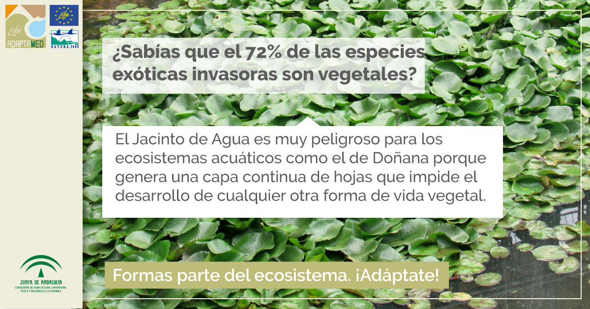 gráfica jacinto de agua