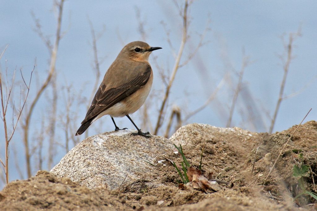 Oenanthe oenanthe © Credit: Ivan Dudáček - Lista Roja de la UICN