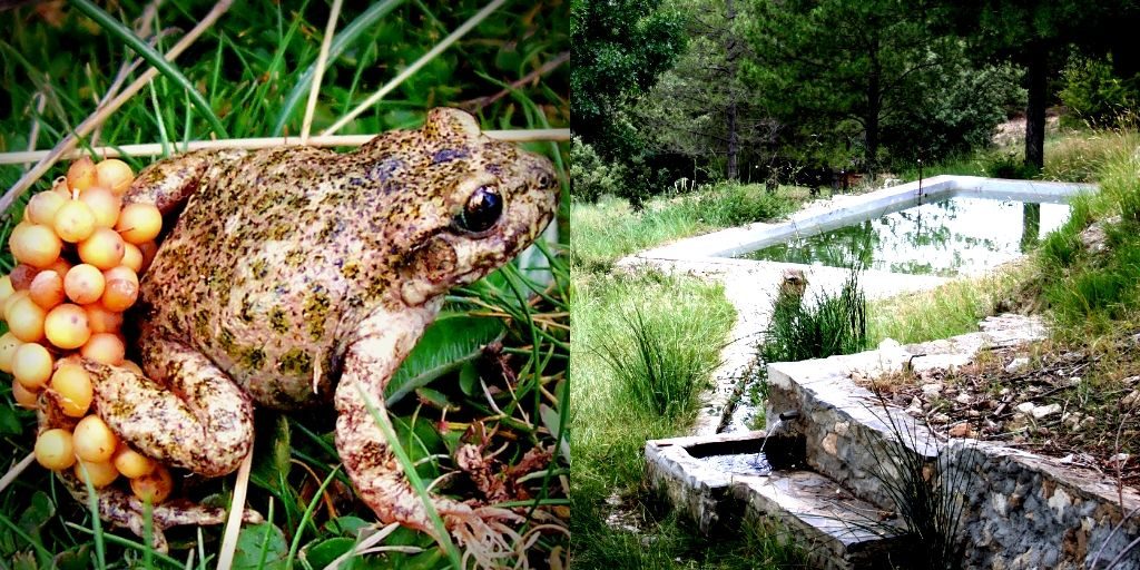 El sapo partero bético, una especie amenazada del sureste ibérico que depende del agua dulce