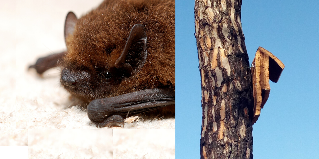 Cómo recuperar el bosque de Doñana y controlar plagas restaurando el hábitat del murciélago
