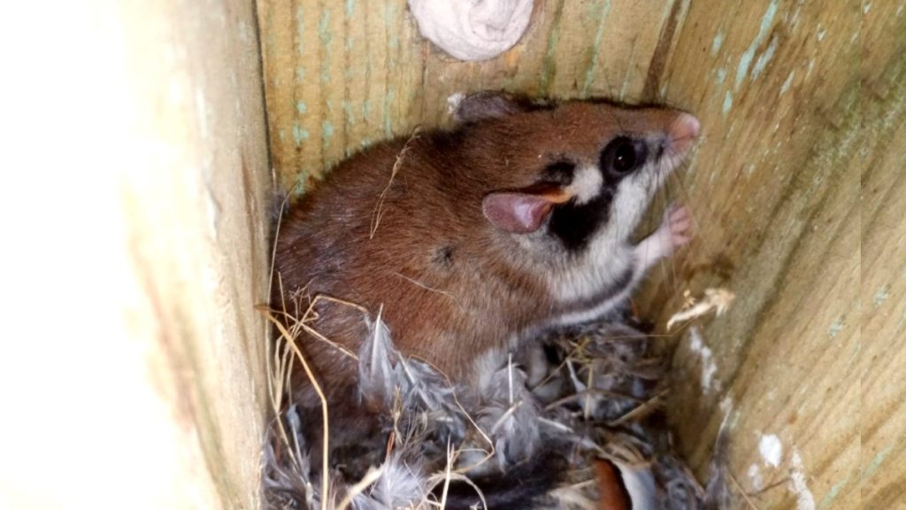 Recovering the Doñana forest and controlling pests by restoring the habitat of the bat