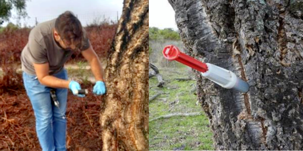 Frenar la propagación de la enfermedad de los alcornoques en el Parque Nacional de Doñana