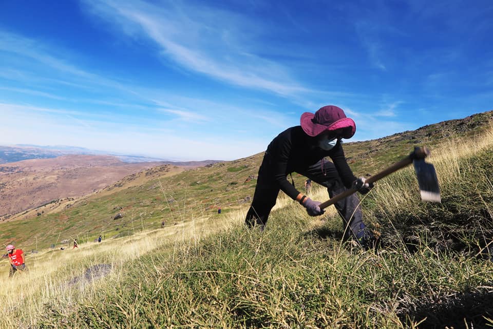 Actividad de voluntariado en el Parque Nacional y Parque Natural de Sierra Nevada